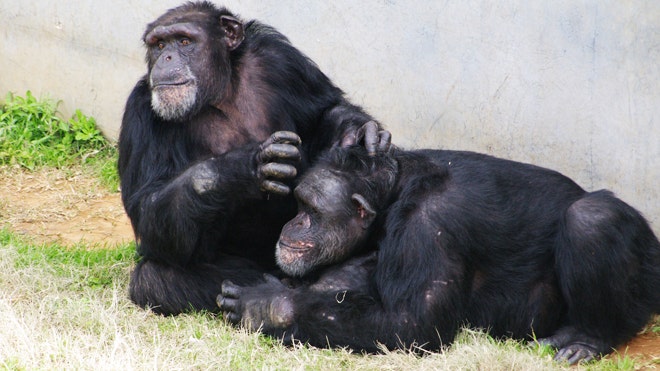 Chimp Haven Magnum and Conan.JPG